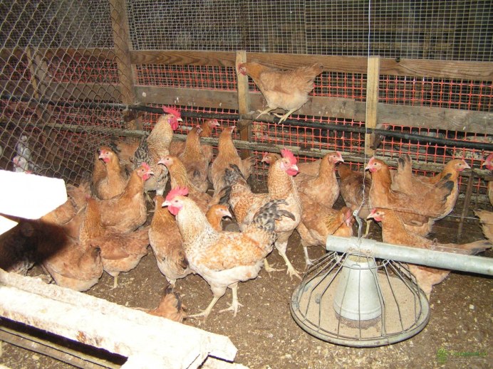 Орловская ситцевая порода