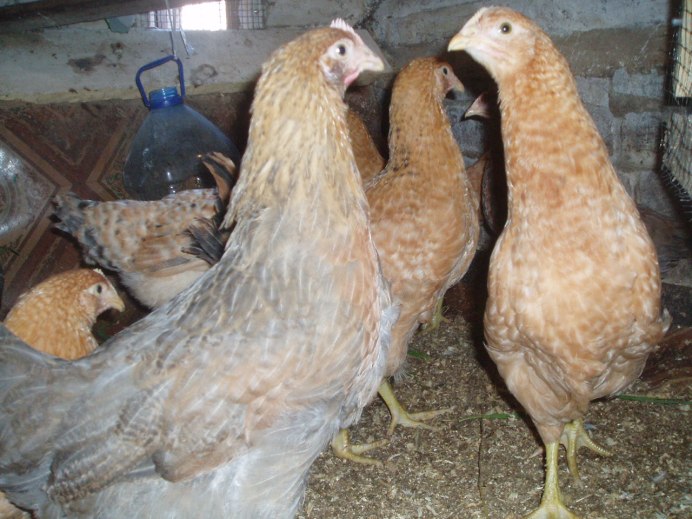 Царскосельские куры цыплята