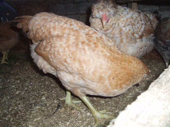 Курятник для породистых кур