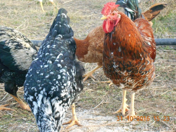 Куры несушки куропатчатая