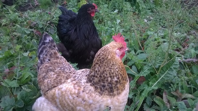 Царскосельская порода кур