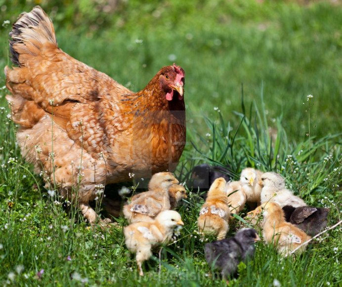 Загорская лососевая порода