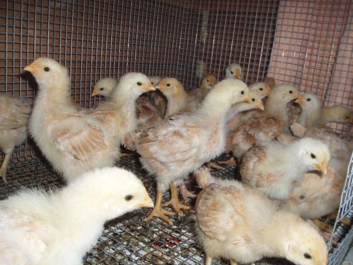 Царскосельские цыплята
