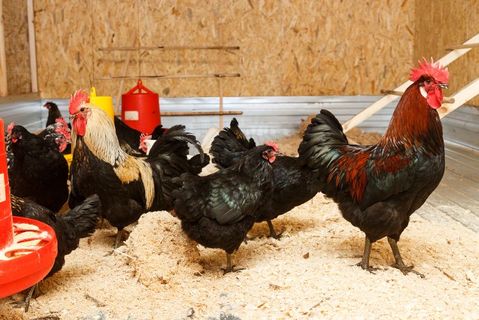 Эггерс куры