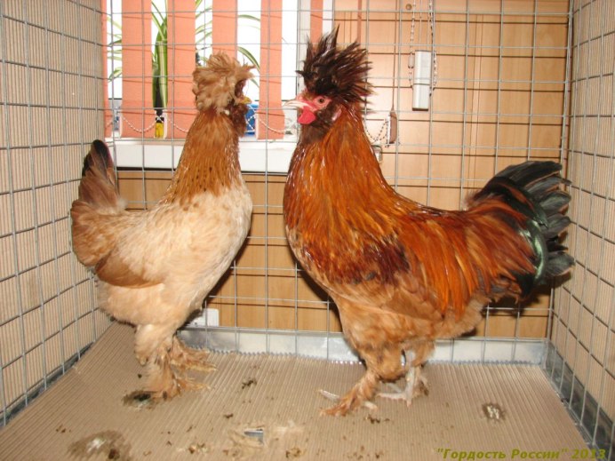Куры несушки кучинские