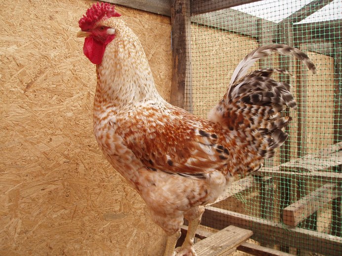 Куры породы Царскосельская