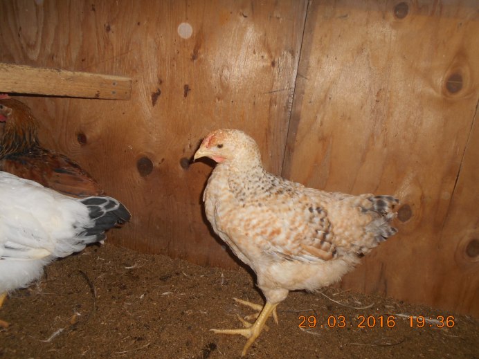 Барневельдер порода