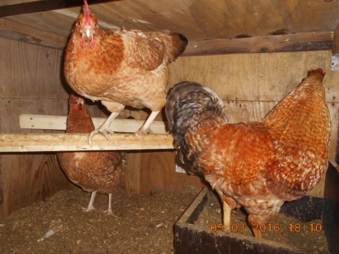 Петух Фокси Чик