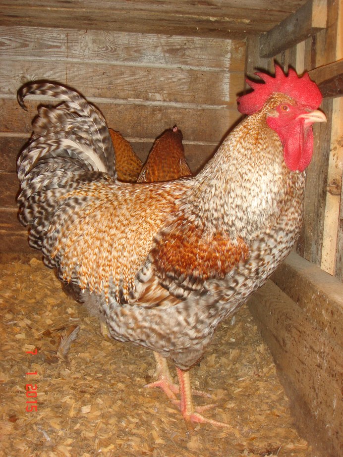 Царскосельская порода кур