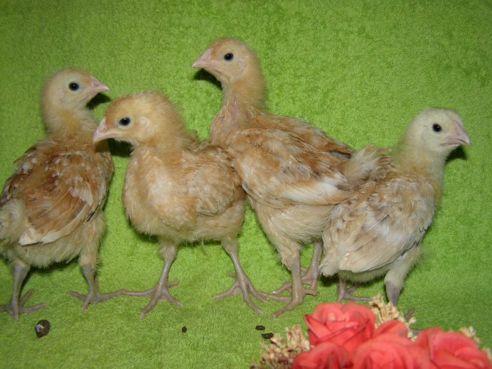 Порода кур оливковый Эггерс