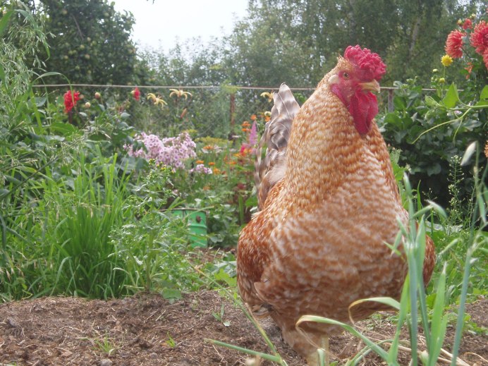 Куры породы Царскосельская