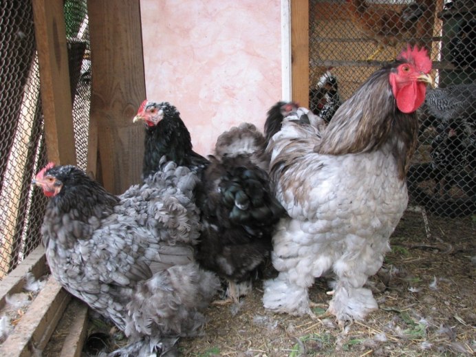 Несушка Доминант 104 Суссекс