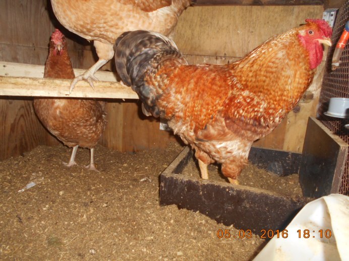 Царско Сельская порода кур