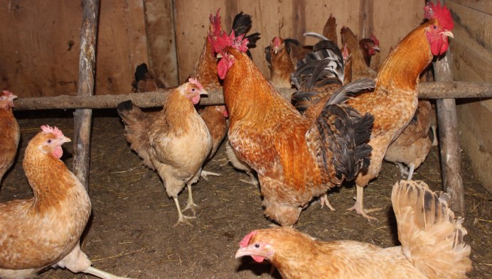 Петух Царскосельской породы