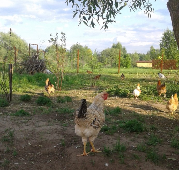 Царскосельская порода кур