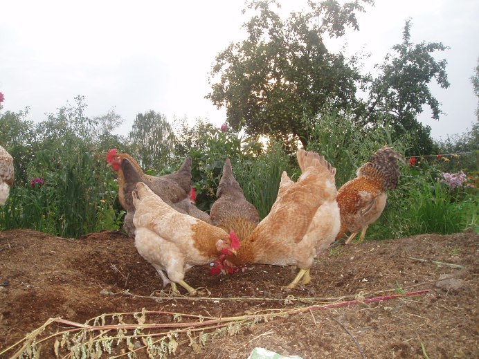 Царскосельские куры