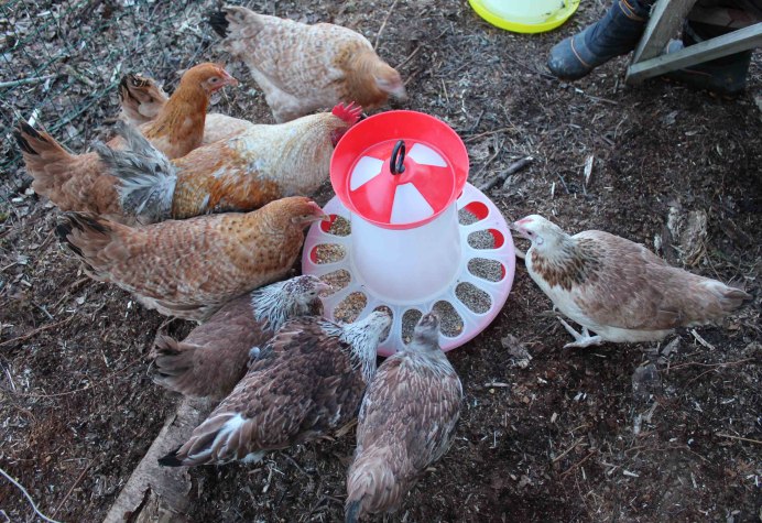 Куры породы Царскосельская