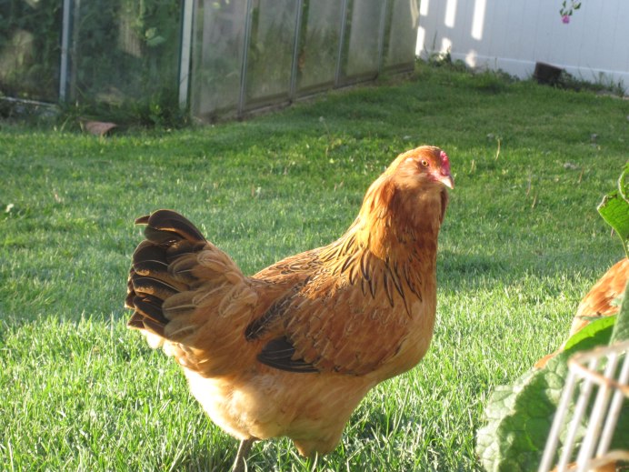 Цыплята в инкубаторе