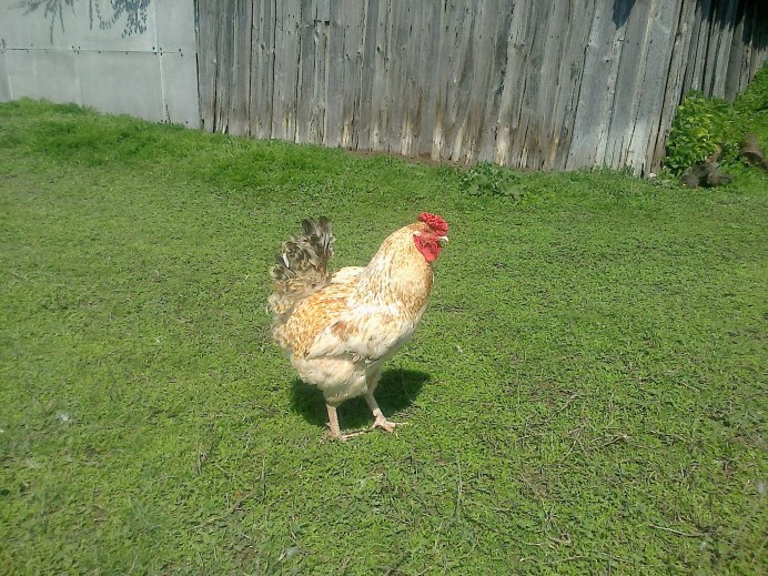 Царскосельская курица