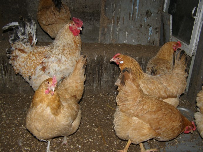 Царскосельская порода петухов