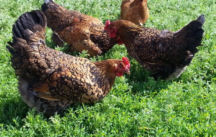 Юрловские голосистые куры