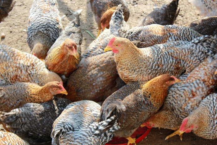 Петух Царскосельской породы