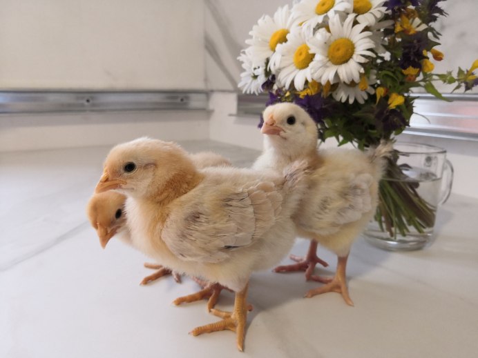 Куры породы Царскосельская