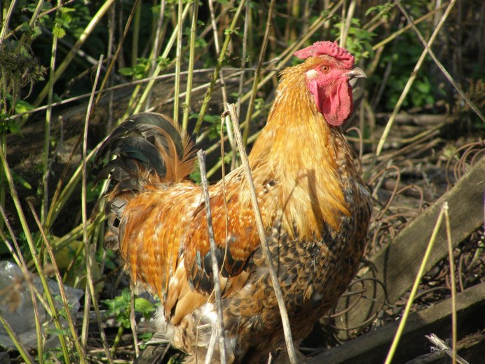 Царско Сельская порода кур