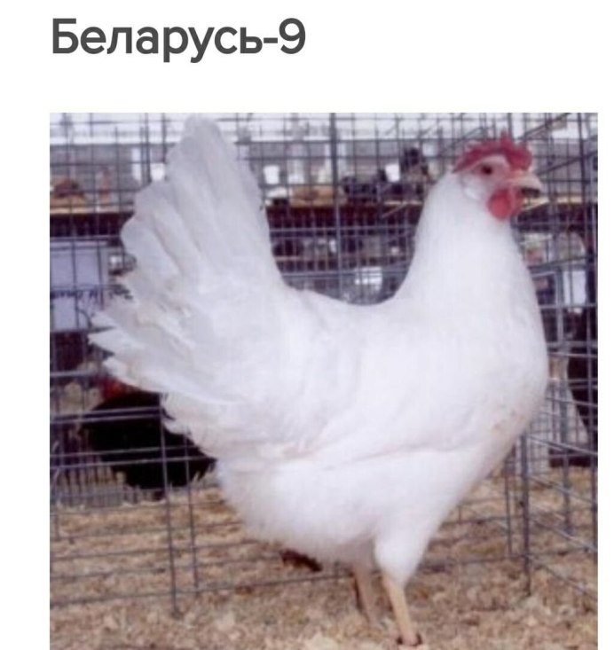 Порода кур кабир