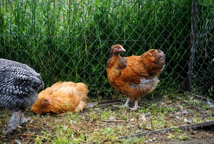 Курица Фавероль лососевая