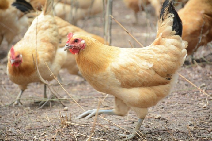 Кучинская Юбилейная окаймленная