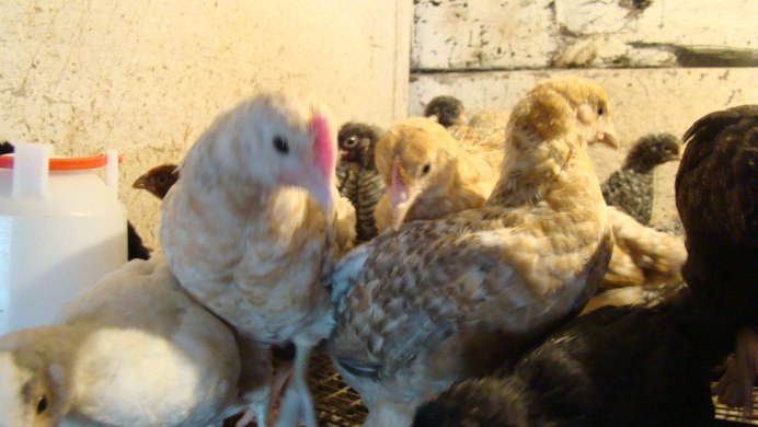 Доминант Брама