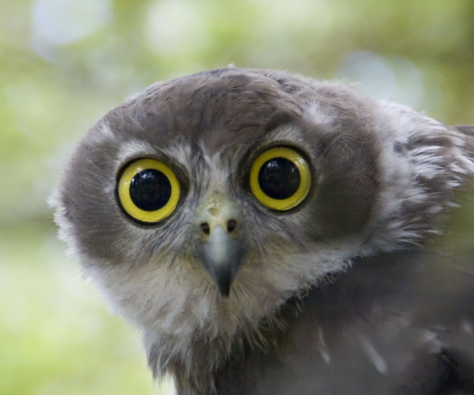 Удивленный взгляд Совы