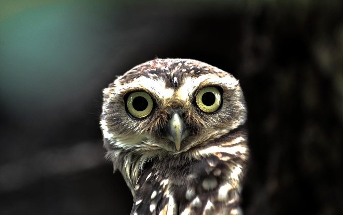 Удивленный взгляд Совы