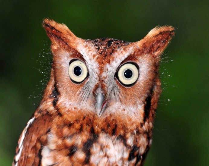 Смешной Филин