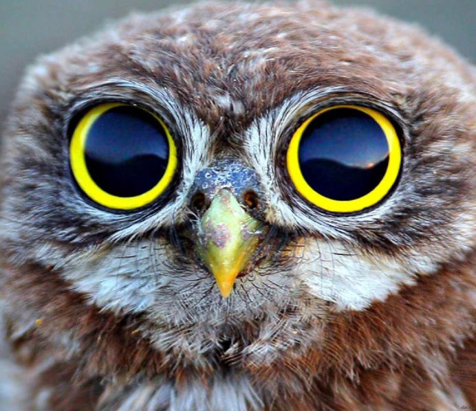 Сова с большими глазами