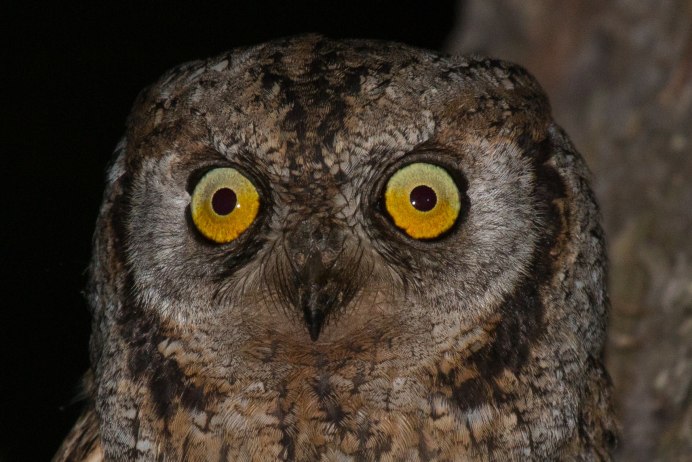 Сова испугалась