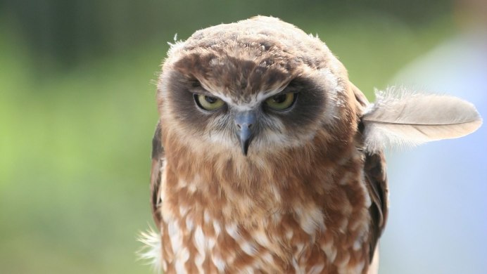 Сова Капуша