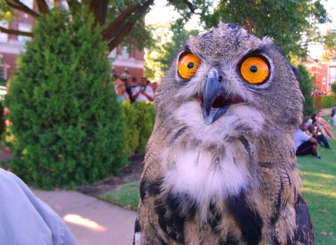 Взъерошенный Совенок