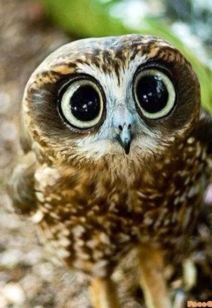 Мимишные Совы