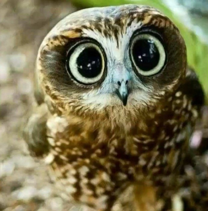 Сова с большими глазами