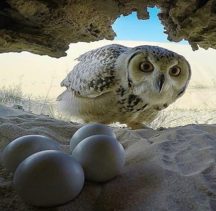 Удивленная Сова