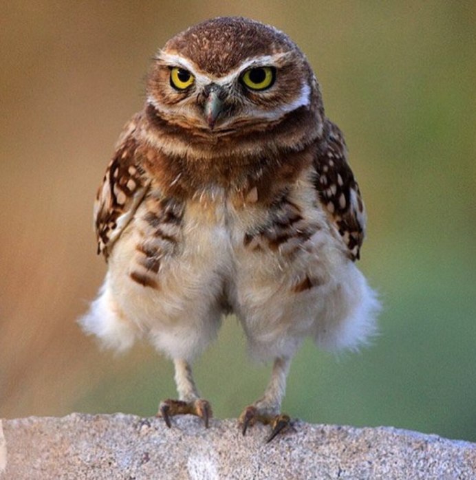 Козодои птицы Лавкрафт