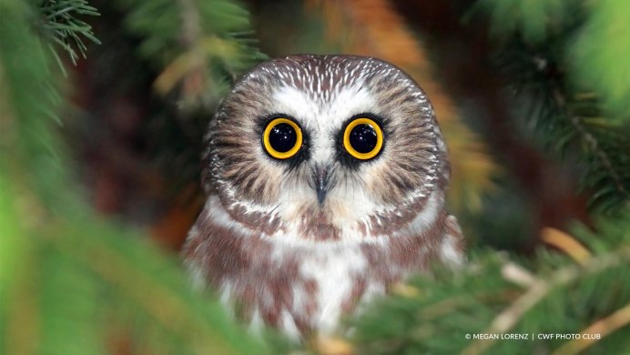 Сова сплюшка милые