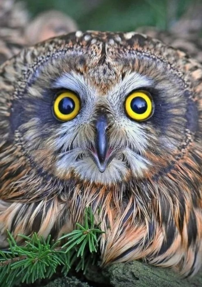 Домашний Сыч