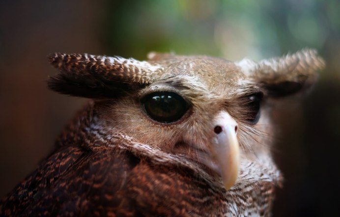 Евразийский Пугач