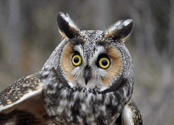 Филин подмигивает