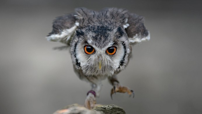 Смешные гибриды животных