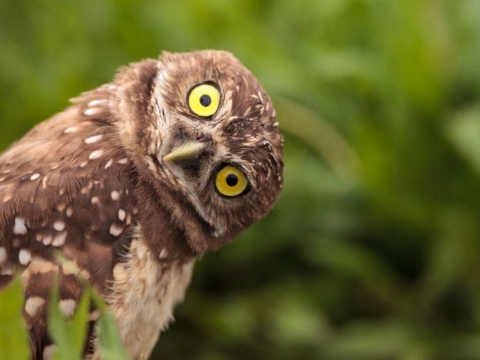 Смешные птицы