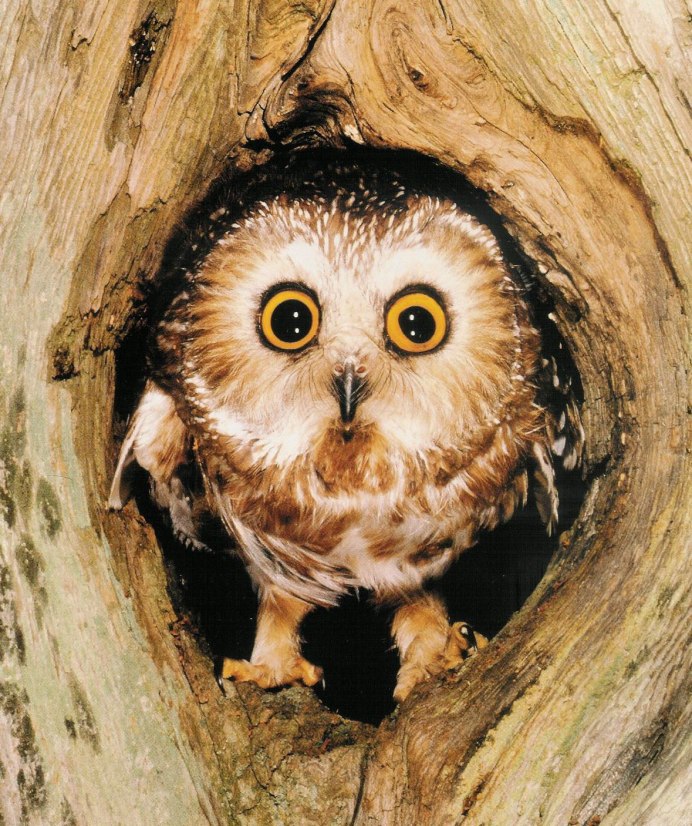 Забавные Совушки